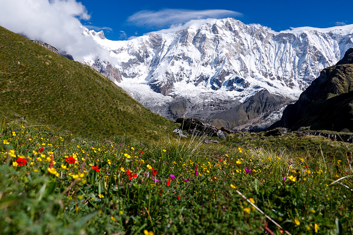 Vibrant wildflowers in Badimalika Trek